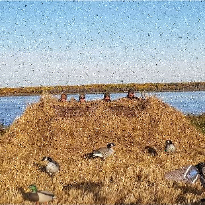 themoundblind's tweet photo. The Mound Blind brushed and killing... @DavidProffitt1 https://t.co/rAlwz9rXMW
