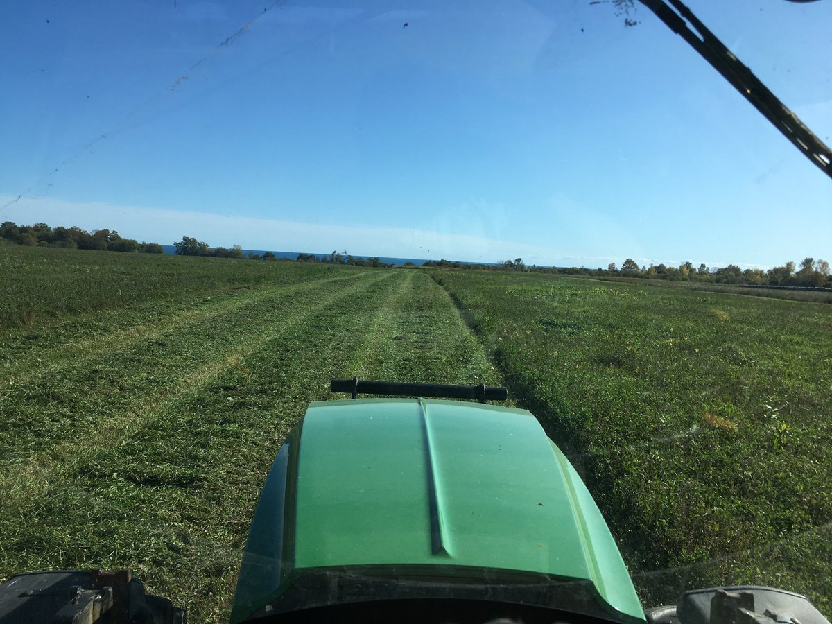 Got the animals back out onto the cover crop and cut the last of the hay today.