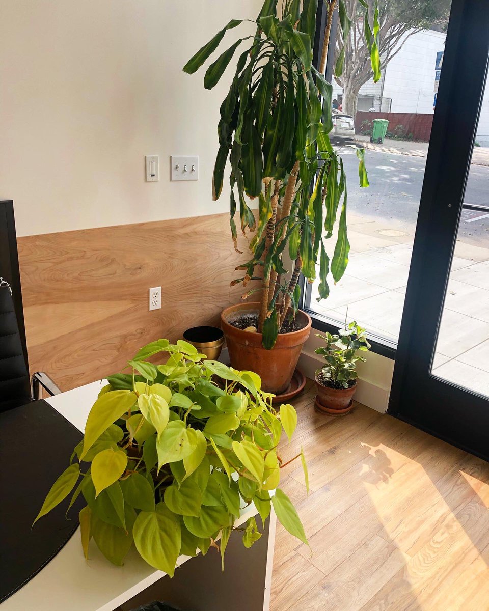 knownspaceco's tweet photo. We love plants. Filling the office with living plant friends ensures we always want to come to work.  #coworking #office #sanfrancisco #eventspace #innersunset #plants #plantsindoors #plantsindecor #plantsofinstagram #plantsmakepeoplehappy #plantpeople #plantdad #plantmom https://t.co/39tX9g6qDW
