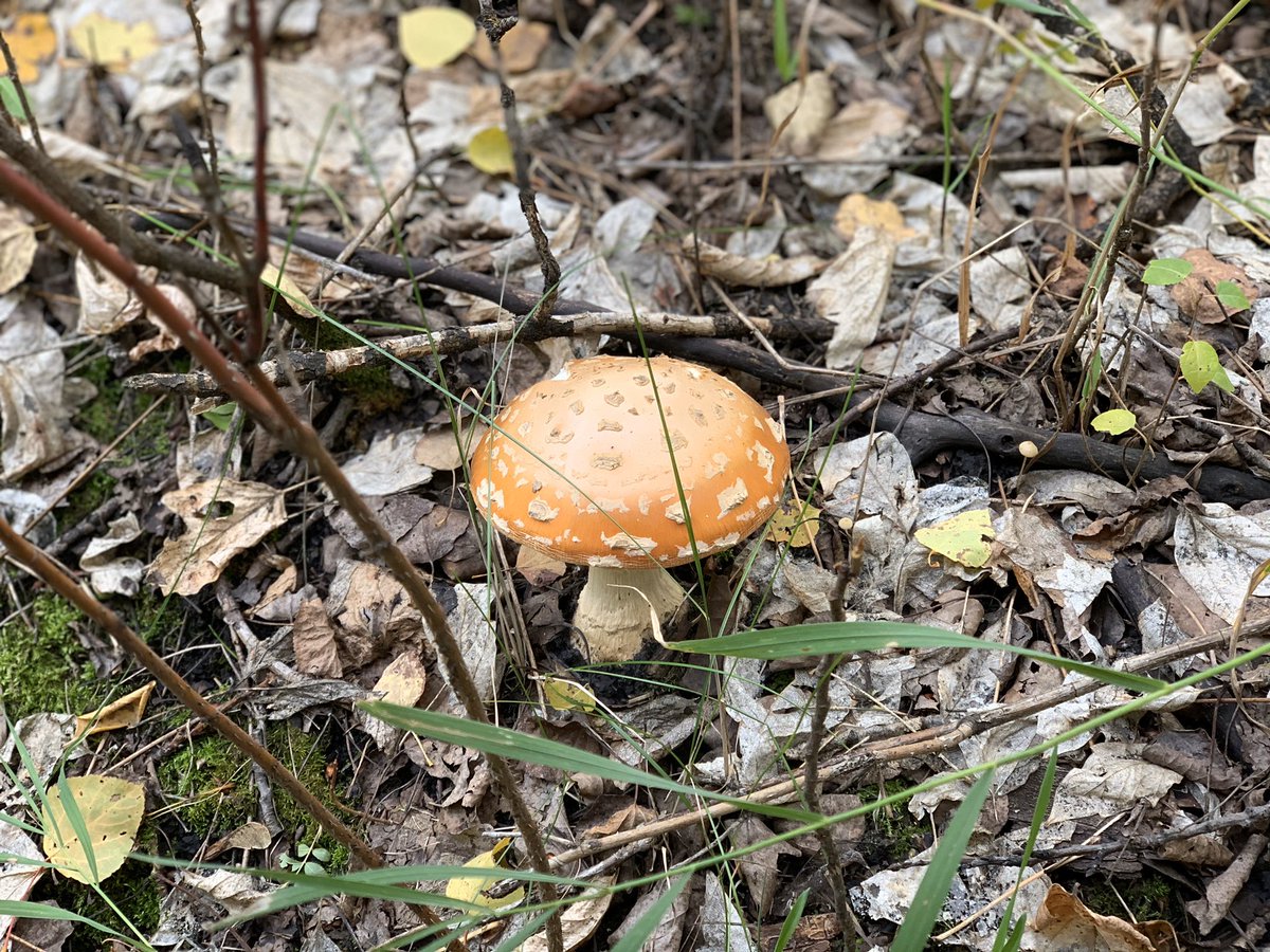 BrantArgyle's tweet photo. You never know what you might find when you walk out those doors. Our trail discoveries included multiple mushroom varieties and a flooded portion of the “monkey trails” (which lead to bridge construction). #outdooreducation #exploration #naturewasourguide #beautyofaday https://t.co/EHmS6c170c