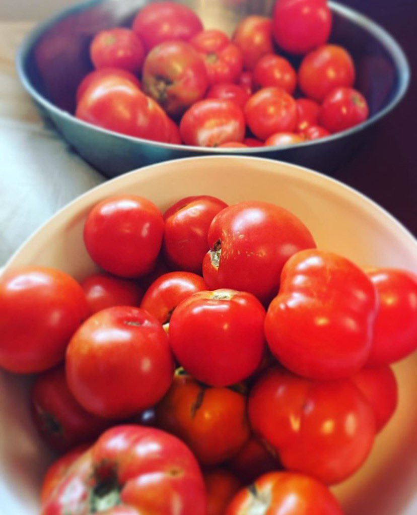‘Tis the season❤️🍅 Any recommendations on what to make with these beauties? #tomatoes #garden #gardening #midwestgardening #chili #spaghetti #blt #canningseason