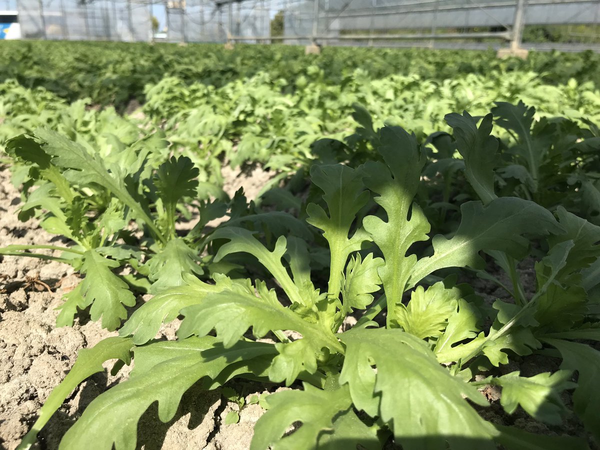 大阪文化芸術フェス 食の都 大阪 魅力再発見イベント 泉州の伝統野菜 春菊 の産地としても知られている貝塚市にある 春菊ほ場 さんにお邪魔しました 春菊の栽培過程や肥料などについて学ばせて頂きました 大阪文化芸術フェス Osakatrip