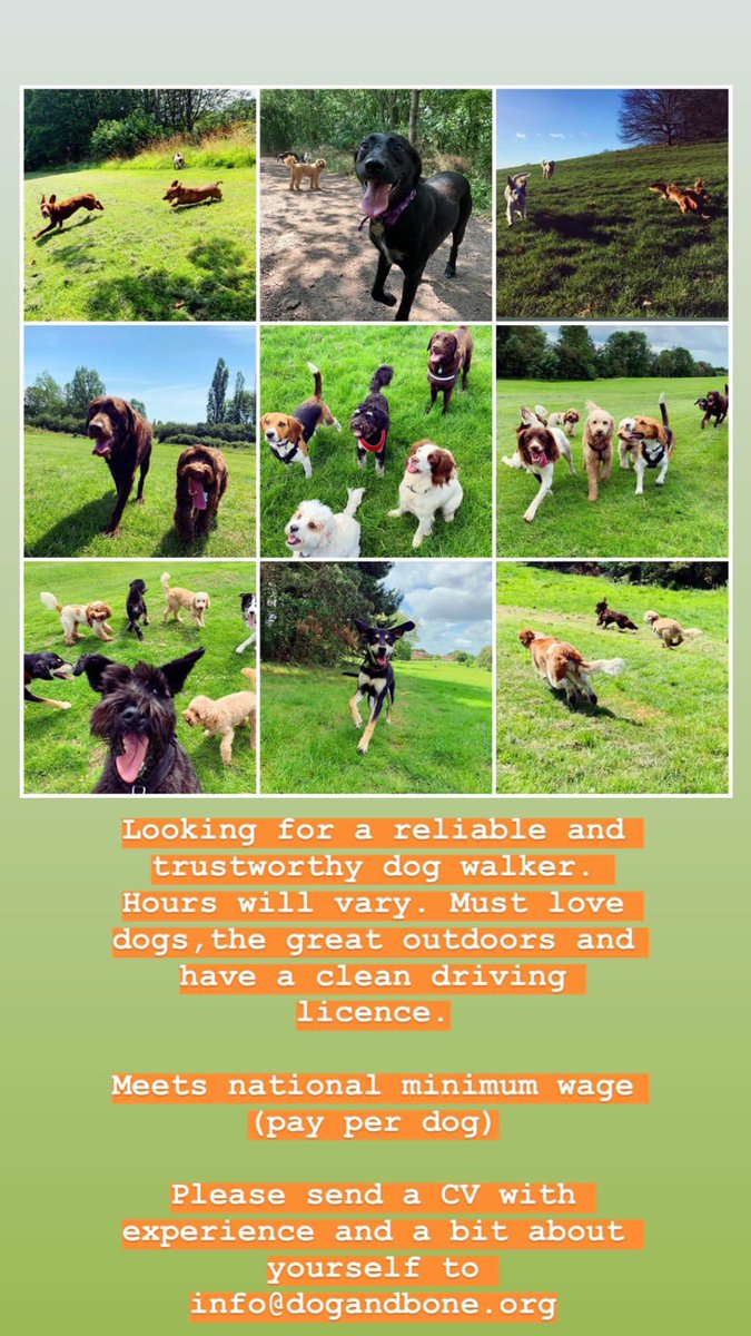 We are on the hunt for a lovely new dog walker to join our gang! If you think that could be you, please get in touch via info@dogandbone.org 🐾🐾 #loveleam #dogwalker #job #leamingtonspa #warwickshire