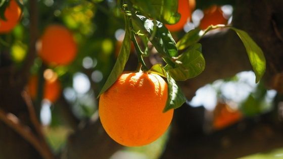 Wolfestone's tweet photo. This #WorldFoodDay is all about promoting a #healthy and nutritious diet for all. 🍽️ Check out how #Valencia's orange traders devised a perfectly-squeezed strategy to set about sending their citrus fruit global. 🍅 
👉 https://t.co/2jqalNEvJS
#worldfoodday2019 https://t.co/mWnG5m8sv0