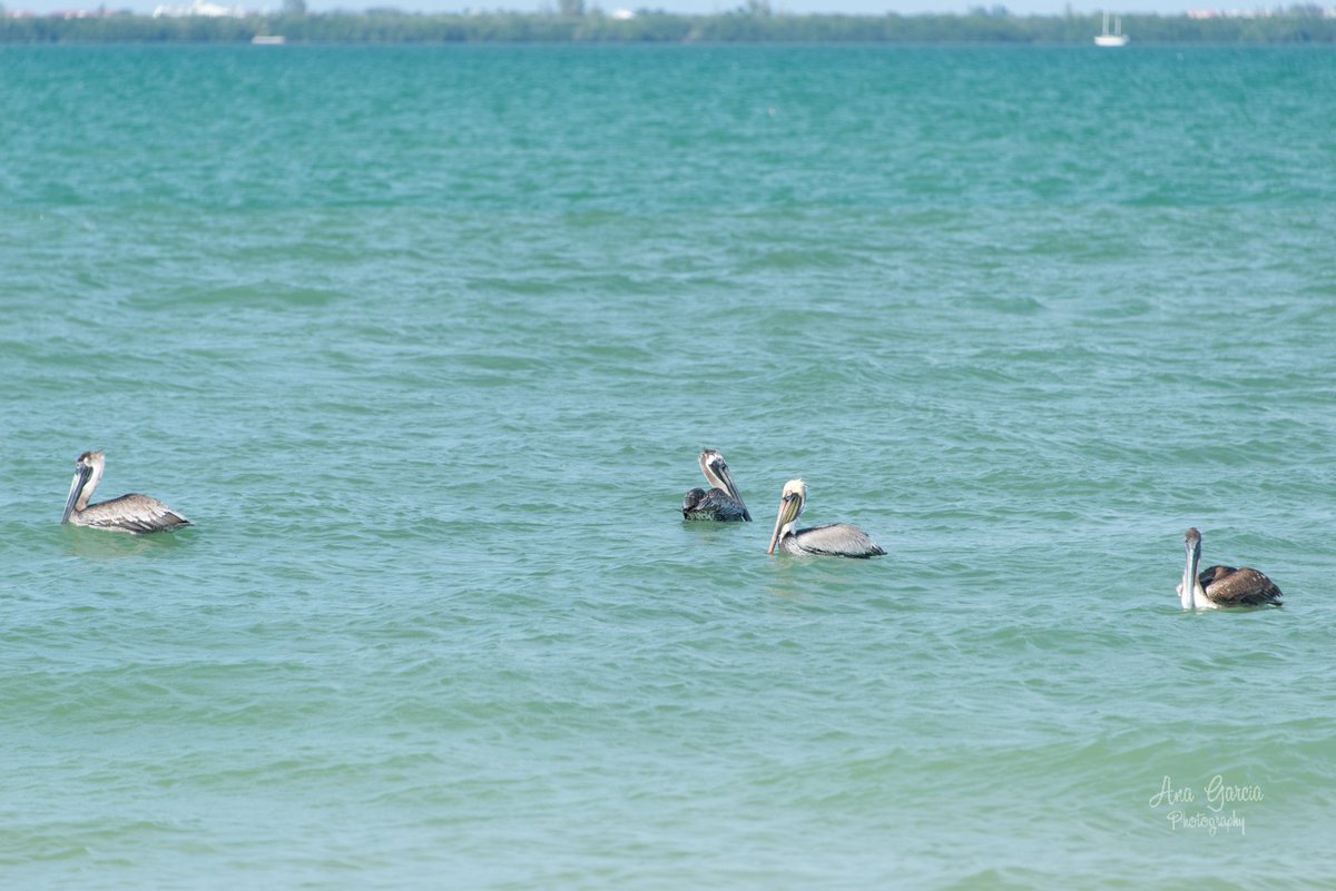 'Be a pelican, not a pelican't.'
Do what you love to do. Go for your dreams. You can do this. You are enough. 
#AnaGarciaPhoto #sanibelisland #sanibel #ftmyerssanibel #igersfortmyers #clpicks #coastallife #coastalstand #pelicans #pelican #beachphotography #visitflorida #lovefl