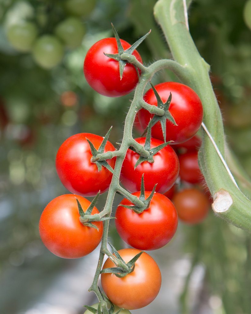 🍅 The fruits of labour. #horticulture #grow #plant #flower #tree #rose #farming #agriculture #soil #earth #earthpositive #sustainable #climate #agricultureuk #agriculturelife #ukfarming #greenhouse #glasshouse #biomass #urbancrop #verticalfarming #urbanfarming #vegetables