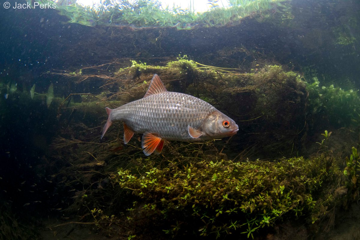 JackPerksPhoto's tweet photo. Roach are an often over looked fish, found in most bodies of freshwater I like to think of them at the robin of the river. bold, common and a dash of red to them.
@theriverstrust @CRTFisheries @WildlifeMag https://t.co/dBxCR0XTEh