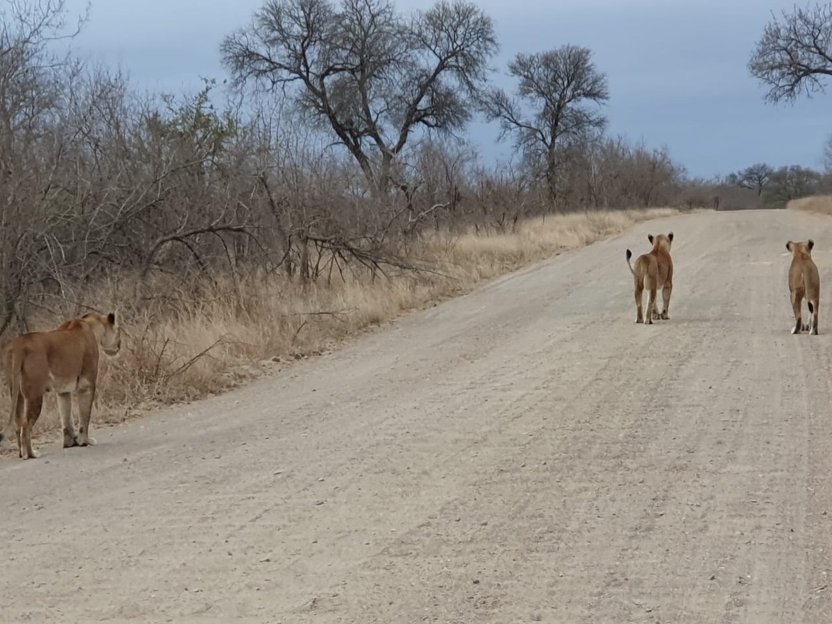 Lukimbi's tweet photo. We spent a morning following this pride, how did you spend yours? https://t.co/p7fxbF03XK