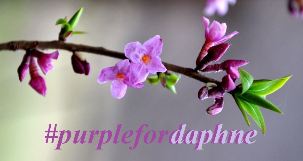 #purplefordaphne perché il viola era il colore che amava. Per continuare a chiedere #veritaegiustiziaperdaphne senza dimenticare gli altri giornalisti uccisi o imprigionati solo per aver fatto bene e fino in fondo il proprio mestiere
#Malta #16ottobre 2019
articolo21.org/2019/10/un-fio…
