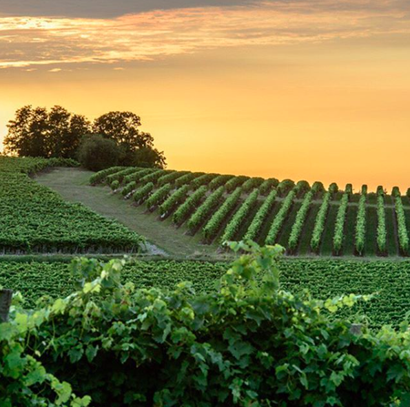 spiritsEUROPE's tweet photo. #Cognac landscapes, plains and glently sloped hills, bathed in a unique light. #SpiritsOfEurope @cognac_official https://t.co/VFUCxCG1UX https://t.co/21gHbNJVwH