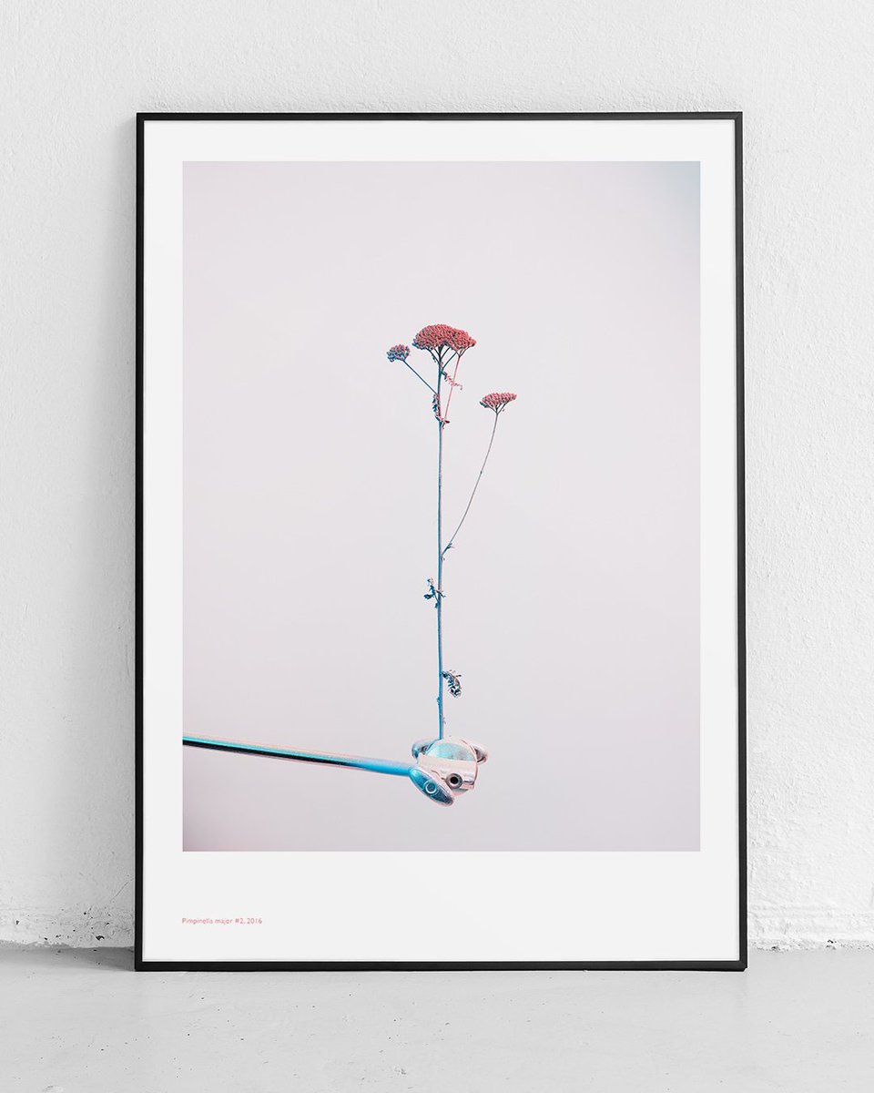 Our Issue 10 Crowdfunder ends this Friday! We still have a lot of great rewards available including this amazing poster print by <a href="/FelicityMcCabe/">Felicity McCabe</a>. Check out all our rewards here: tinyurl.com/y4spjhgo