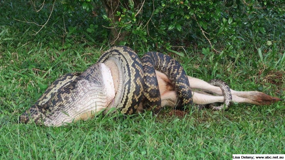 てりやき 豪州獣医 アメジストニシキヘビ Scrub Python 豪州北東に棲息する無毒のニシキヘビ 体長6mを超える巨体は同国最大種であり世界で6番目に大きい 無毒ではあるが攻撃的で 獲物に巻きついて締め上げることで窒息させる 相手は死ぬ 大型の