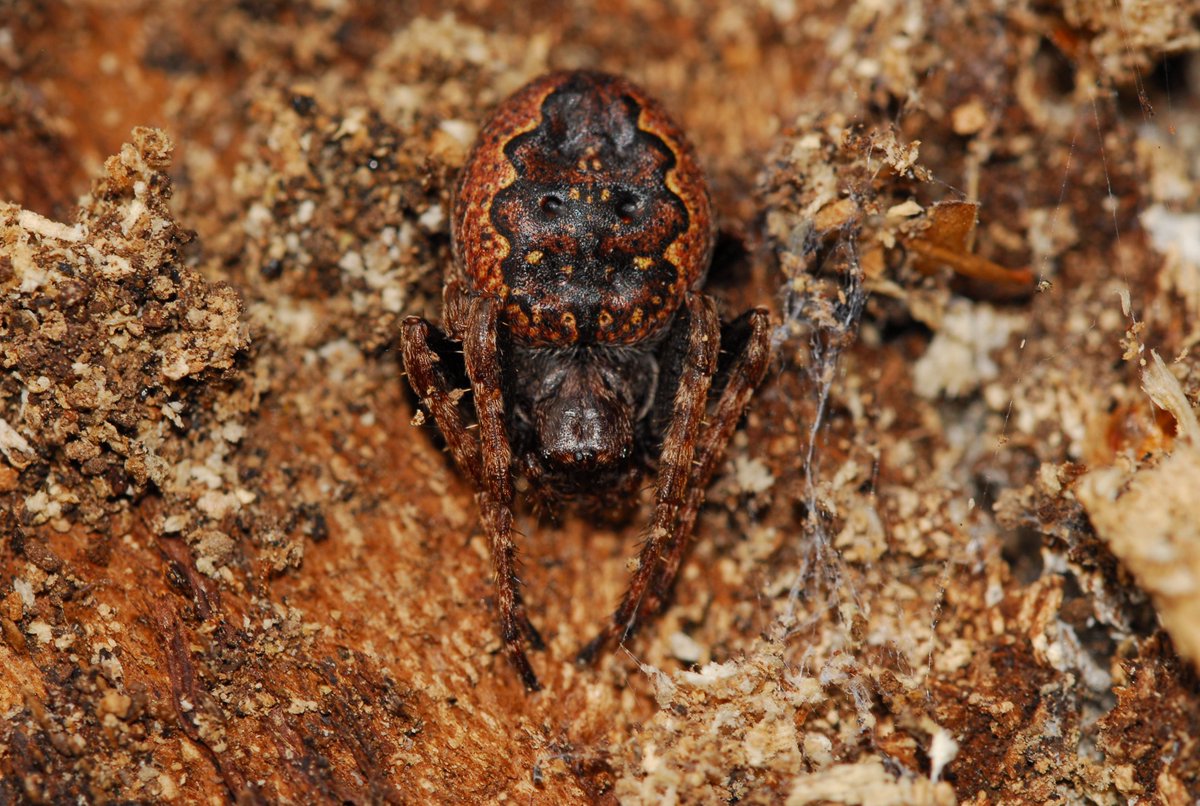 To celebrate #Arachtober, here is a stunning walnut orb weaver! These are found at Baal Hill Special #Invertebrate Site (SIS), #Durham, just 1 of 20 SISs in the @NorthPennAONB. Watch this space for more information... <a href="/durhamwildlife/">DurhamWildlifeTrust</a> #TurnFear2Fascination #lovespiders