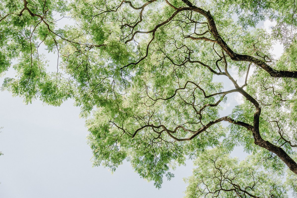 ArnhemsKlimaat's tweet photo. Het najaar is een goede tijd om een boom te planten. Bomen nemen veel water op waardoor er bij hoosbuien minder kans is op wateroverlast. Op hete dagen zorgen bomen voor verkoeling. En ze zijn natuurlijk prachtig😀🌳. #duurzaam 

https://t.co/lwc8QEErKp https://t.co/moLMDjFhc0