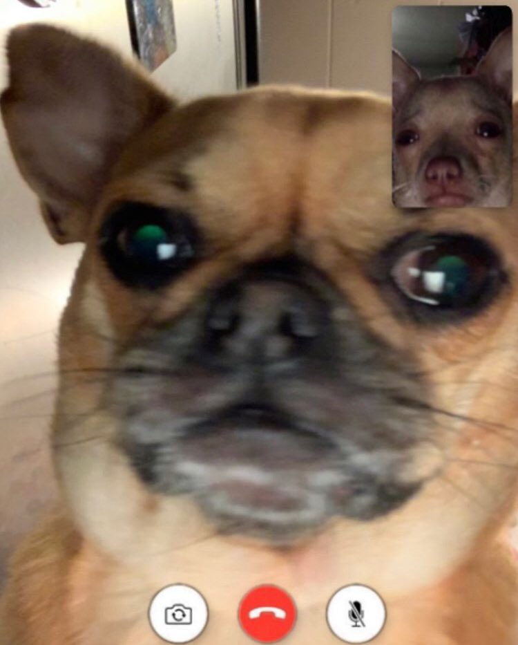 MkIITc1's tweet photo. dogs like this make me sick https://t.co/XqntBnk2PX