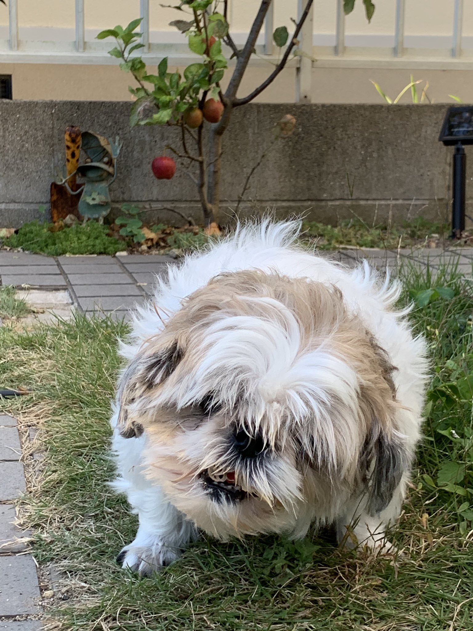 メタボ犬 Twitter Search Twitter