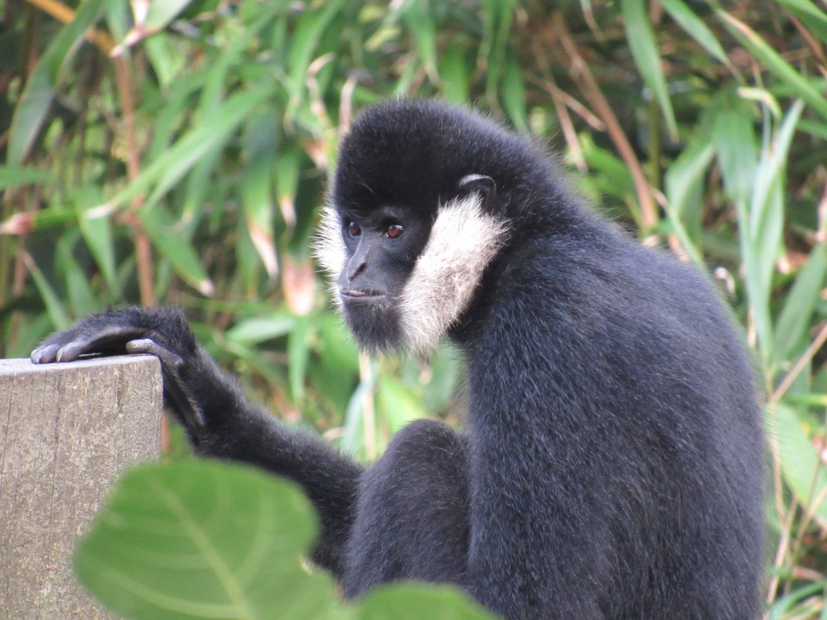 Mfr De Carquefou On Twitter Hier Les 2nd Bac Pro Cgea Sensibilisation Soigneuranimalier Ont Visite Le Zoodessables Dans Le Cadre De La Semaine Speciale Animalier En Parc Zoologique Une Super Journee Avec
