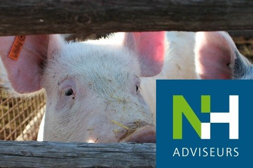 De definitieve regeling en tijdslijn voor de regeling warme sanering varkenshouderij is bekend. Lees hier verder: nhadviseurs.nl/media/regeling…