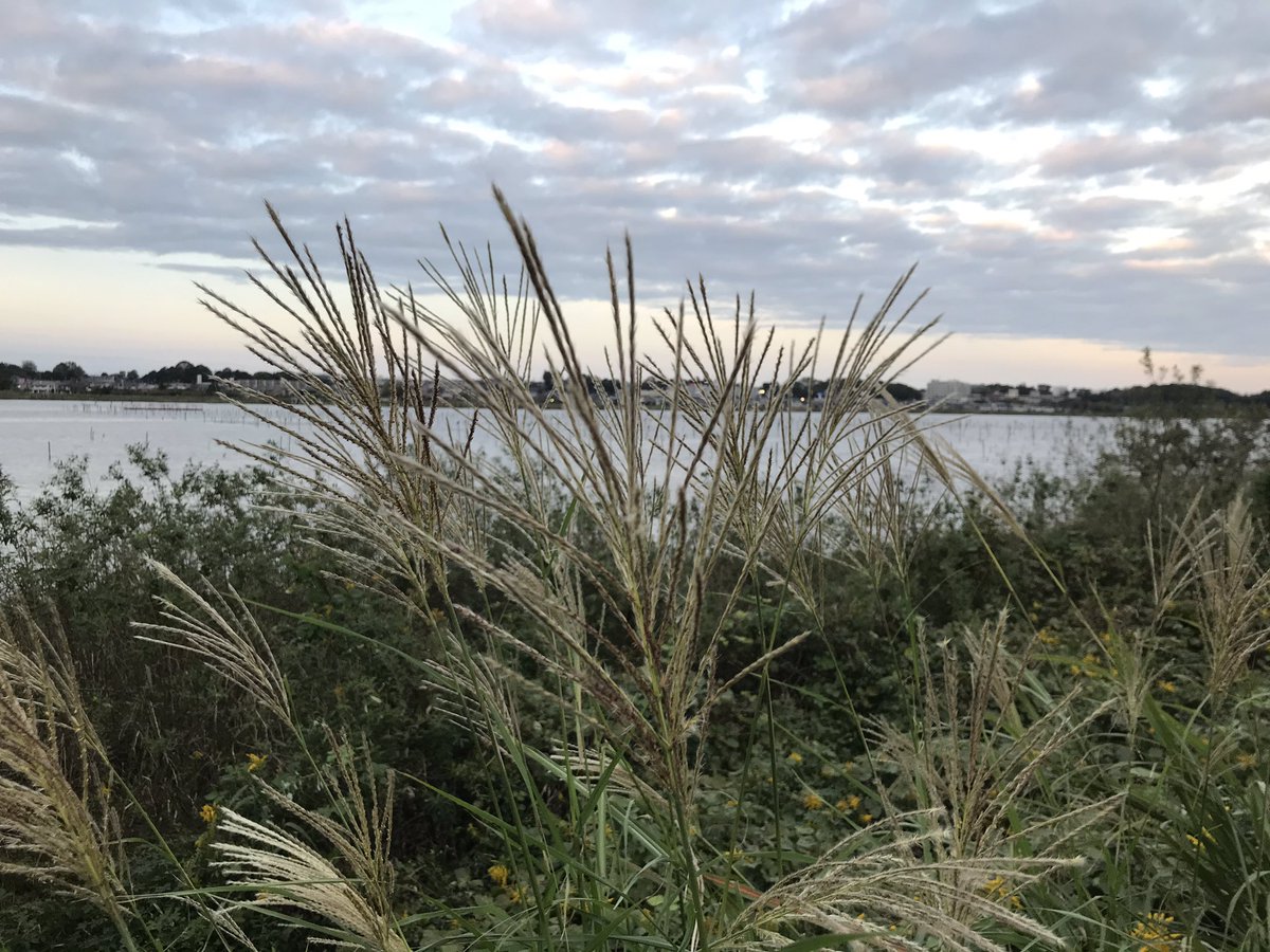 hyperforce1's tweet image. ススキが一杯。秋本番　手賀沼