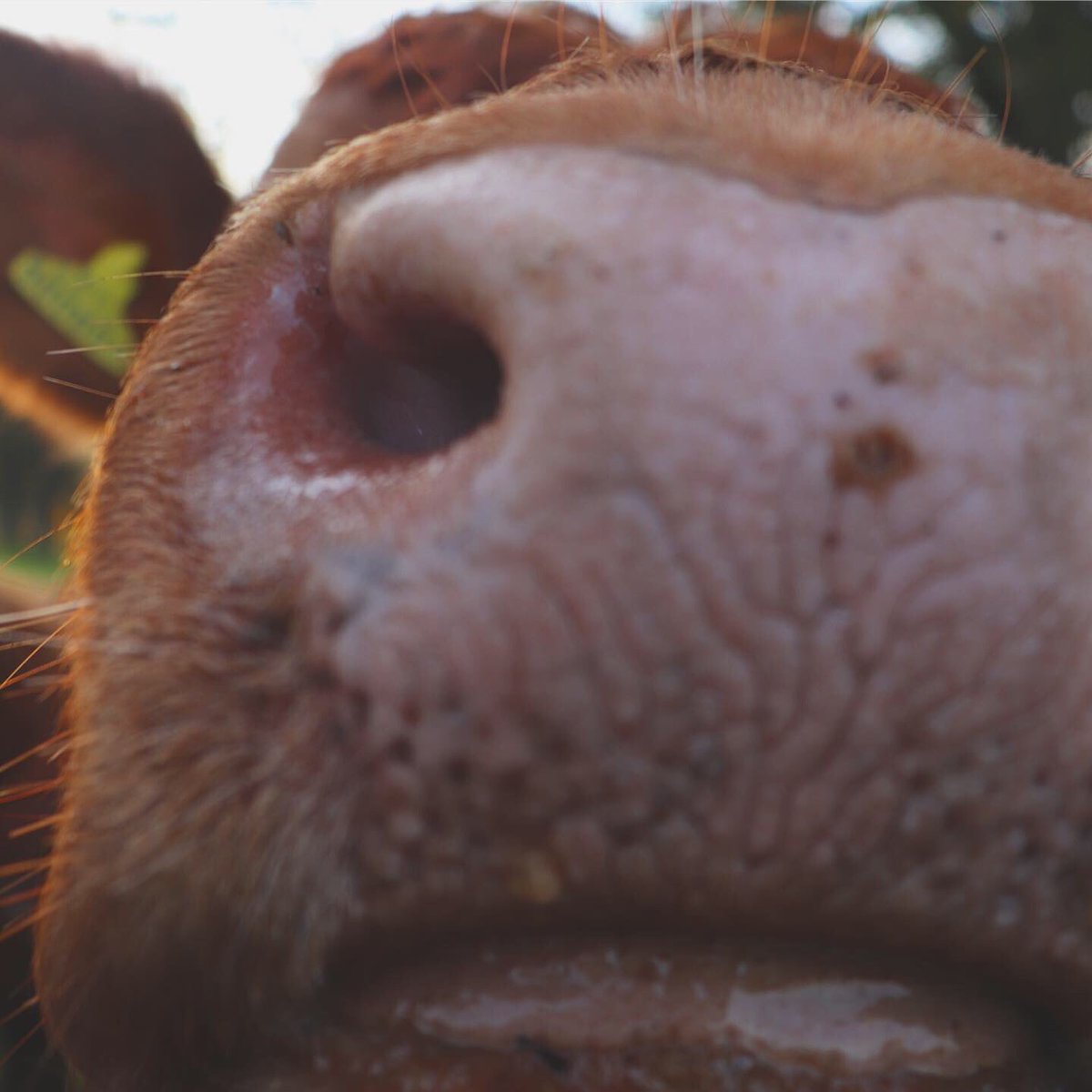KayleighFisk's tweet photo. Hey hoooooman🐮 https://t.co/PHoB6Zr6sW