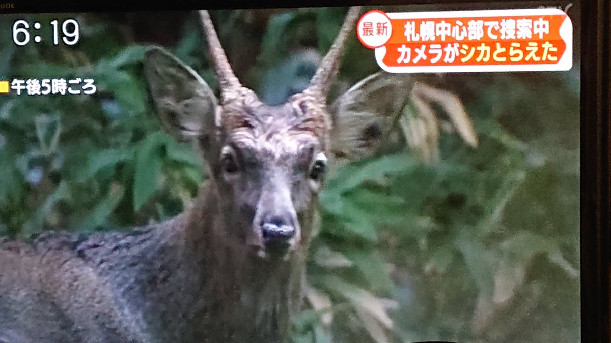 エゾタヌキ 札幌駅近くに 鹿が出た 札幌駅から歩いて５分 鹿が出た いったい どうやってやって来た 札幌駅鹿
