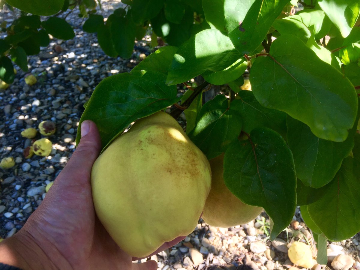 Heniwerzo's tweet image. Hruškojablko asi tak 600-700g?!? ...jemně plyš slupka 😁
#simplyepic