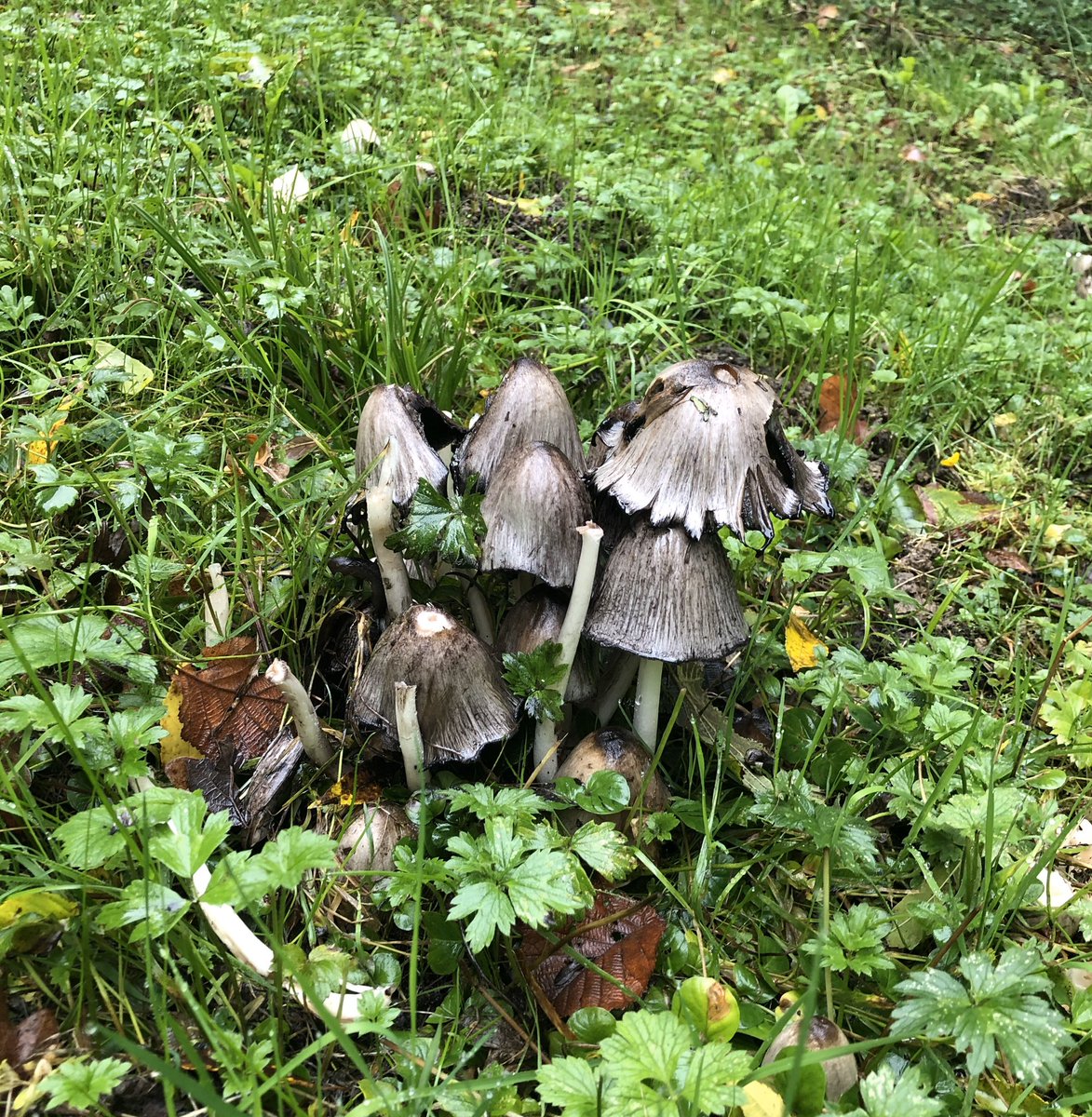 MadingleyBirds tweet media