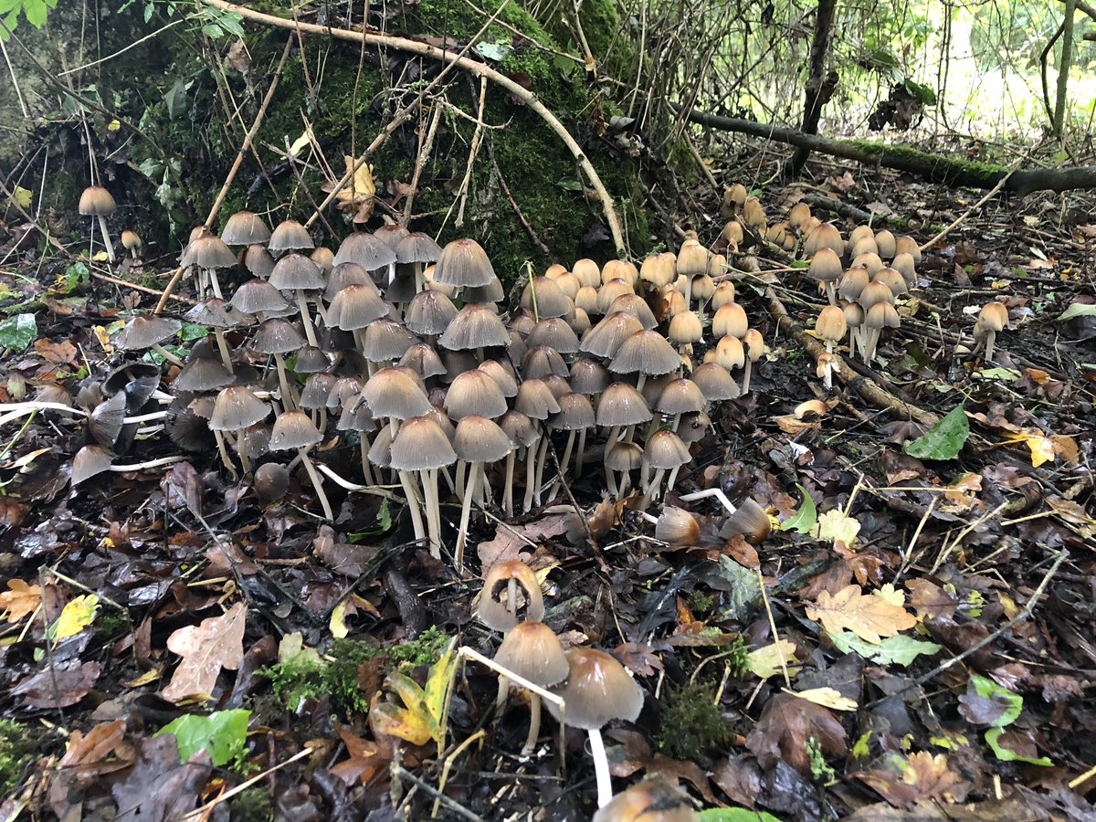 MadingleyBirds tweet media