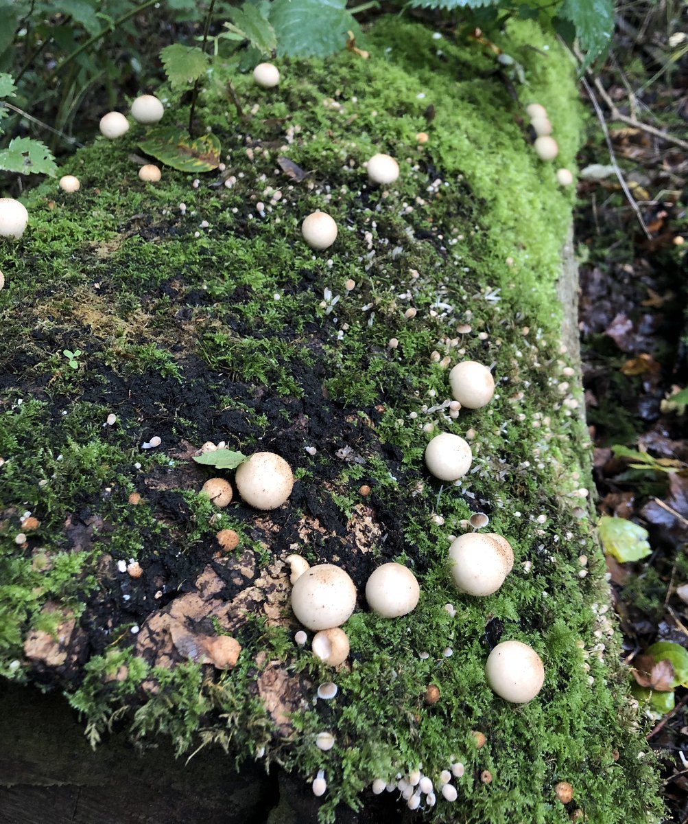 MadingleyBirds tweet media