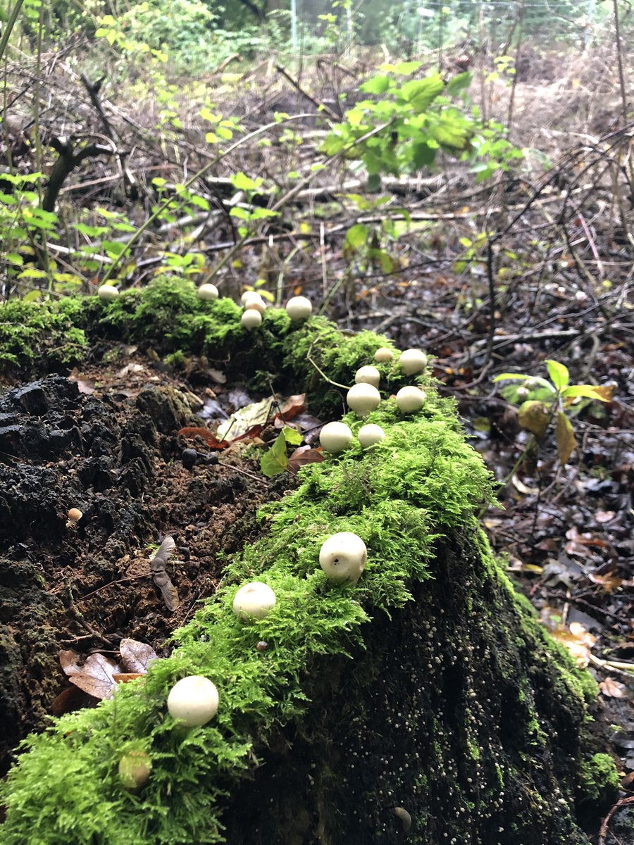 MadingleyBirds tweet media