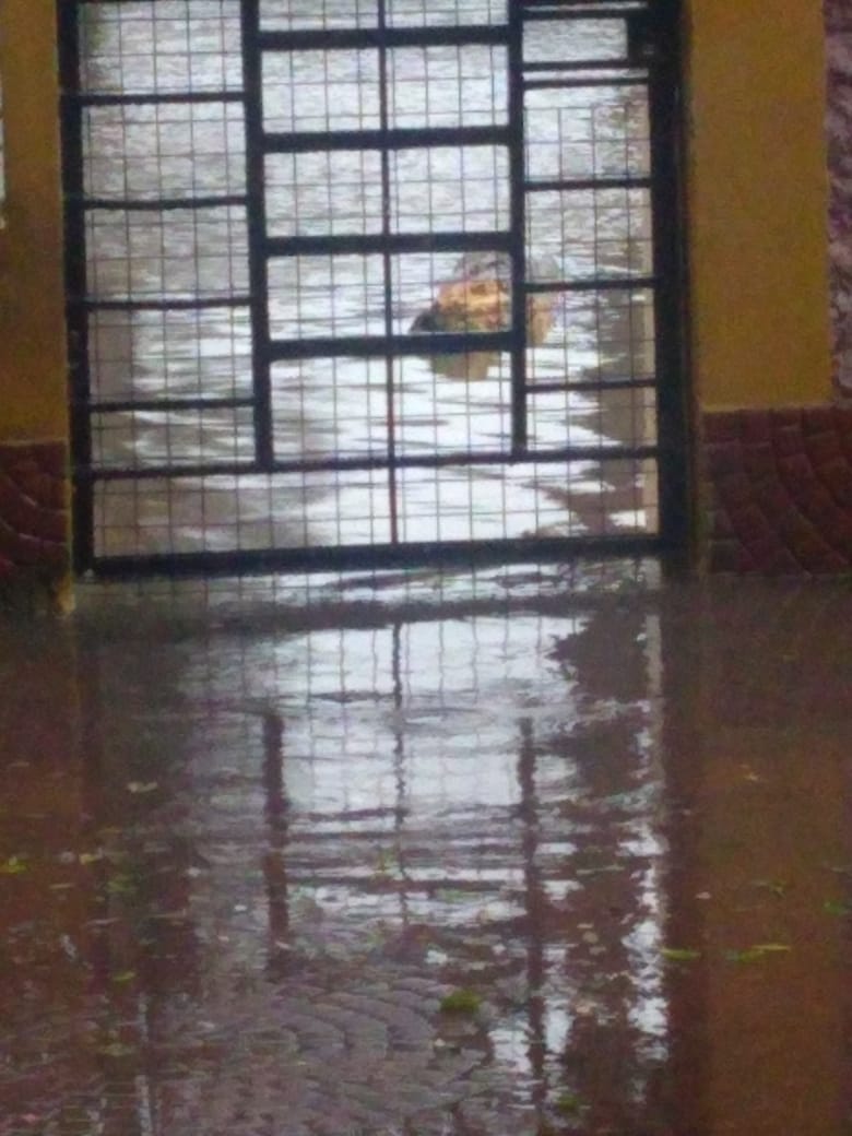 mauropache10's tweet photo. Volvió el troncodrilo a la puerta de mi casa #lluviadeM https://t.co/xeQHQKw8sj