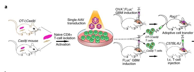 NatureCancer's tweet photo. Another recent paper by @sidichen @YaleMed @YaleCancer
(RT @NatureBiotech )
In vivo CRISPR screening in CD8 T cells with AAVโSleeping Beauty hybrid vectors identifies membrane targets for improving immunotherapy for glioblastoma
#NatureCancerPicks
https://t.co/IgaNSXlJHQ https://t.co/A1IU7pWHCJ