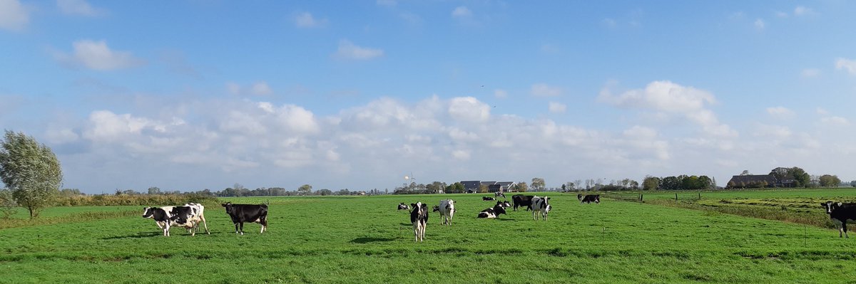 De koeien passen op. Genietend van het landschap.  #boerenprotest
