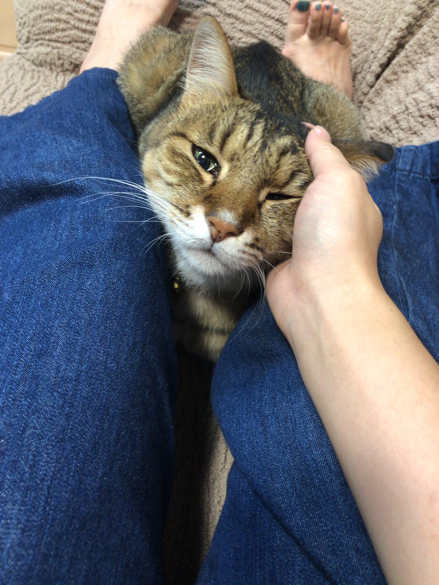 RrrSssMariannu's tweet photo. 久しぶりの更新。
実家のシエルくん、10/10に急に亡くなってしまいました…
まりあももうシエルと追いかけっこできないね。
シエルがいなくなって悲しいけど、一緒に過ごせた時間はとても幸せでした！
シエル愛してるよ！
#シエル https://t.co/coAZ4tX6Ft