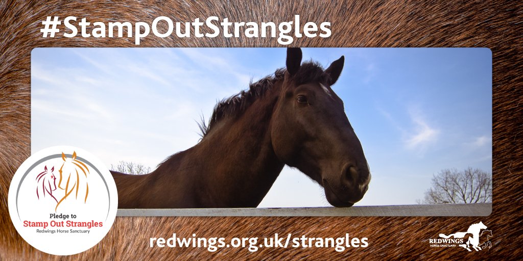 VetNurseOnline's tweet image. Progress following strangles initiative #stampoutstrangles #equine #Horses @RedwingsHS 

vnonline.co.uk/vn/news/18816/…