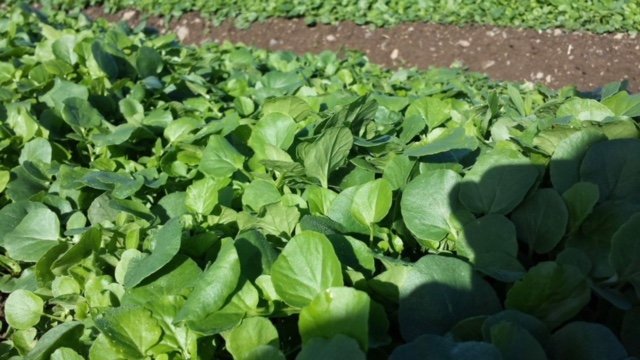 McCormack Family Farms tweet media