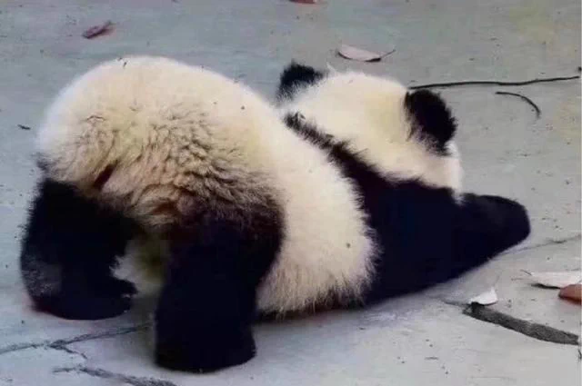 毎日お疲れの方はパンだのお尻でも見て癒されてください！