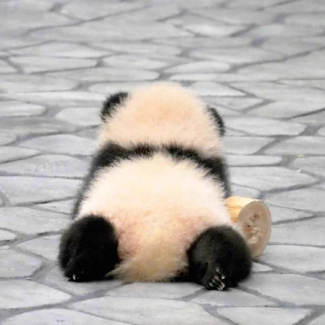 毎日お疲れの方はパンだのお尻でも見て癒されてください！