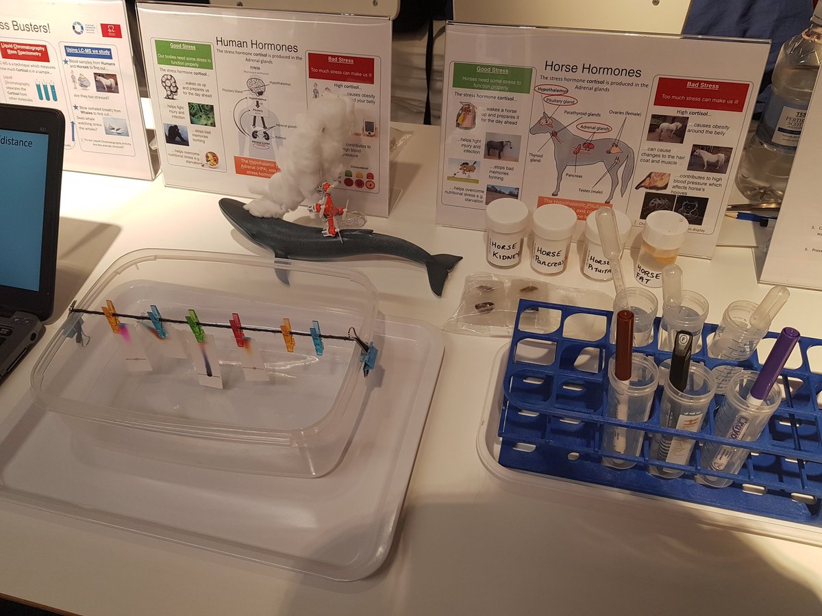 CortisolNetwork's tweet image. Talking Stress today @IKEAEdinburgh with "Stress Busters" @MidlothSciFest #EdUniCvs Talk to our scientists about Cortisol in humans, horses &amp;amp;whales, Mass Spectrometry &amp;amp; try mini Chromatography @EdinburghCRF @WhaleWiseLive @EdMassSpecCore @ScienceUoE