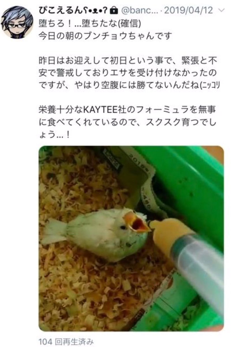 インコ 虐待 動画