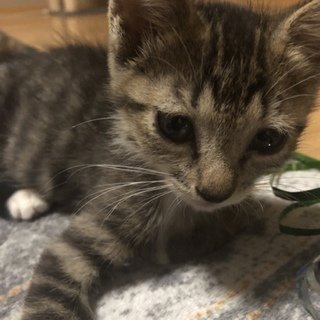 子猫 里親 神奈川