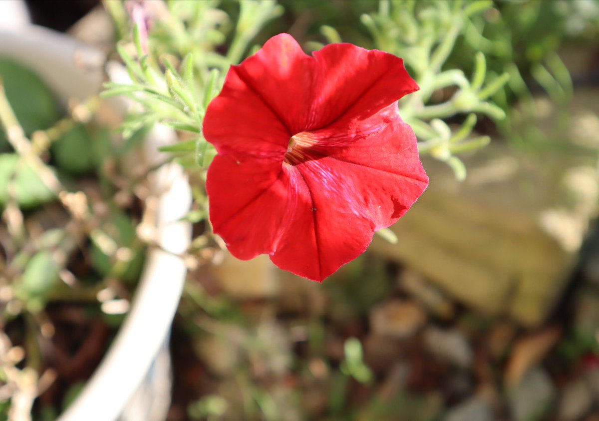 はなこ ペンタスの花束を 今朝は2度とか3度とかだったらしい もう冬 でも日中は度位までいくのでね 10月も頑張る夏の赤い花 私の 世界に一つだけの花 Smap 新しい地図