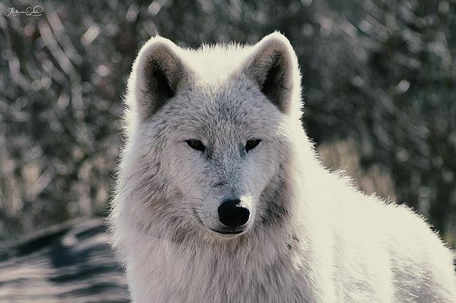 Amazing animals... 🥰 #wolf #wölfe #wolve #wolves #wolvesonly #savethewolves #nikond7500 #wolf_gram #animals #animal #wolveblood #wildlife #wildlifephotography #wildlifephoto #canislupusarctos #endageredanimals #endageredspecies #arcticwolves #wolvepa… ift.tt/32lgMP8