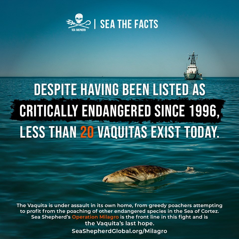 Top Ten Misconceptions About Sea Shepherd