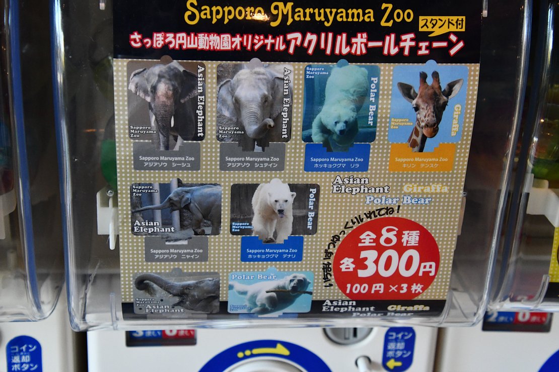 たてめおやじ 札幌市円山動物園のガチャガチャ 正門前のショップのところにあるやつです 5種類あります 全部やるとお金がいくらあっても足りないので ここで忍耐力を試されることになります 続く たてめおやじ 札幌市円山動物園のガチャガチャ 正門前のショップのところにあるやつです 5種類あります 全部やるとお金がいくらあっても足りないので ここで忍耐力を試されることになります 続く