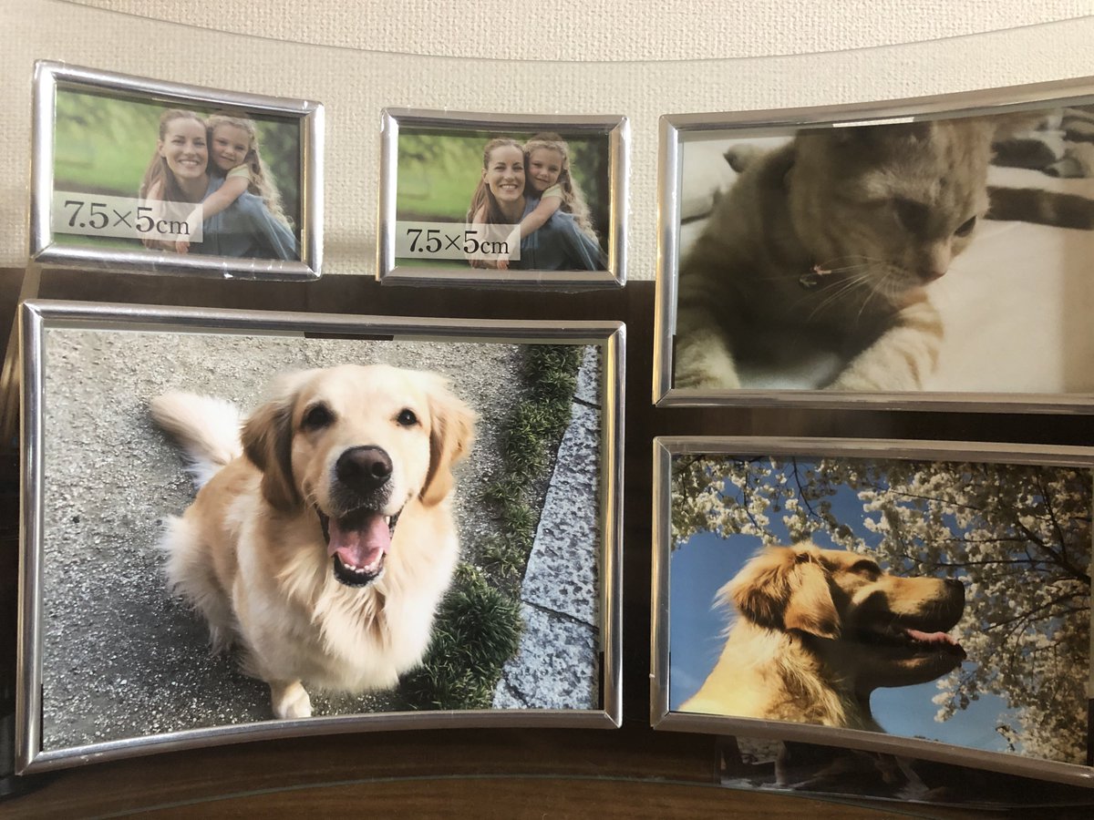 やしろあずき V Twitter 犬猫の写真飾ってる写真立てに初期装備のフリー素材外国人が混在したままだったの まめきちまめこの家で一番爆笑した事案だった