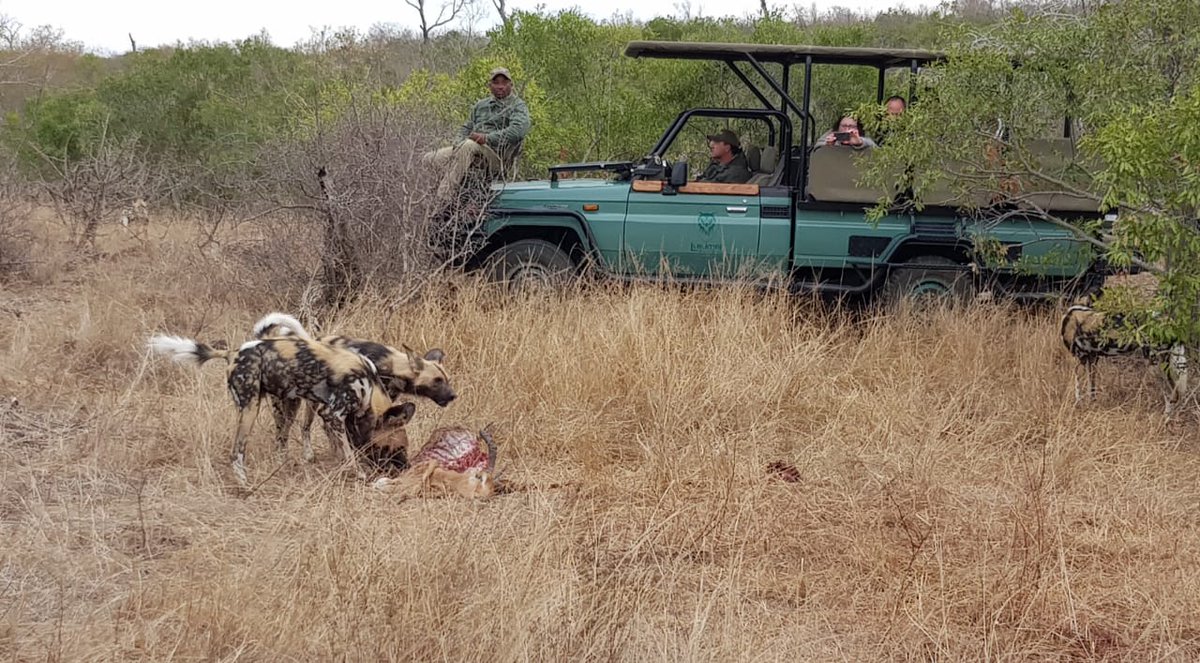 Lukimbi's tweet photo. It's difficult to see the difference between a male and female wild dog, to give you a hint, the male is slightly bigger than the female. https://t.co/uA9rTpnq9X