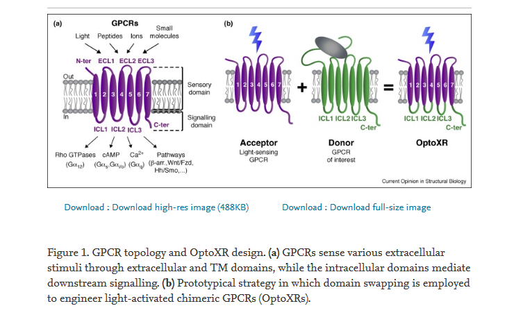 AutonomicAus's tweet photo. Light-activated chimeric GPCRs: limitations and opportunities, by @ALexMTichy et al, from @ARMI_Labs, @EMBLAustralia, @CSIRO and @MonashPharm
https://t.co/JiNIKXAMq7
#GPCRs #GProteinCoupledReceptors #optogenetics #optogenetic #proteininteractions #GPCRsignalling #GPCRsignaling https://t.co/dzj8itOroV