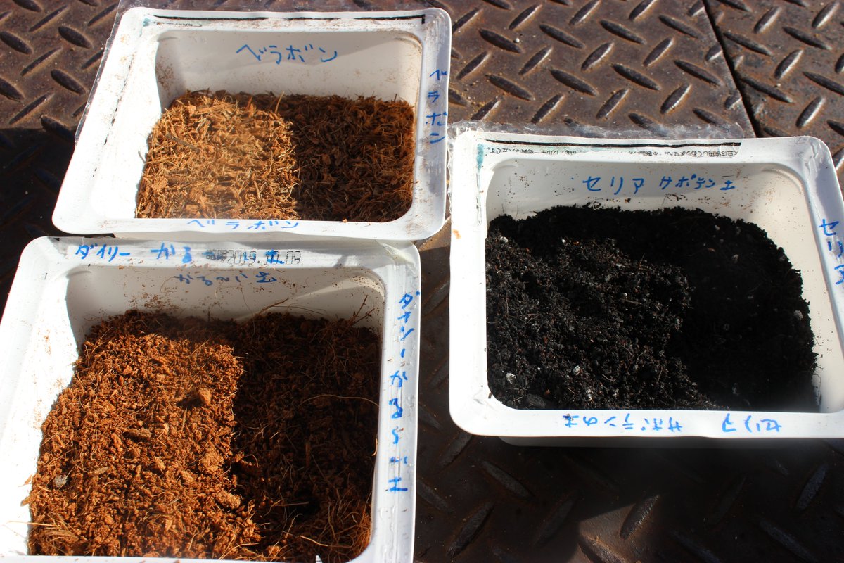 微妙に多肉植物に詳しいつもりのウーロン 意外だったのは ベラボンと観葉植物用の土が見たかんじが良く似ていたことだったな 100均の多肉土とベラボンが似てると思ってたんだけどな かる い土も意外といい線いくかもしれねーな 微妙に多肉植物に詳しいつもりのウーロン 意外だったのは ベラボンと観葉植物用の土が見たかんじが良く似ていたことだったな 100均の多肉土とベラボンが似てると思ってたんだけどな かる い土も意外といい線いくかもしれねーな