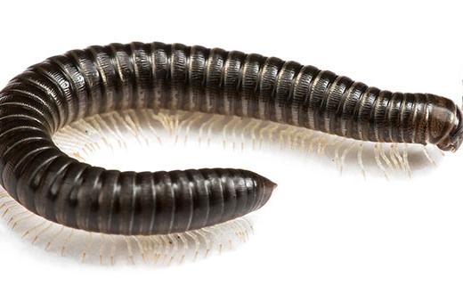 niooknaw's tweet image. Eindelijk &apos;waarnemersweer&apos;: #Bodemdierendagen verlengd!
Help ook mee t/m 15 oktober.
#CitizenScience bodemdierendagen.nl/news/eindelijk…